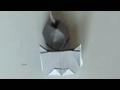 고양이접기 동영상