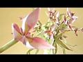 부케 꽃접기 동영상