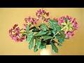 수국 꽃접기 동영상
